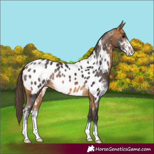 Horse Color:Buckskin Sabino Blanket