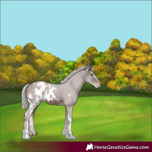 Horse Color:White Spotted Silver Brown Tobiano Skewed Appaloosa 