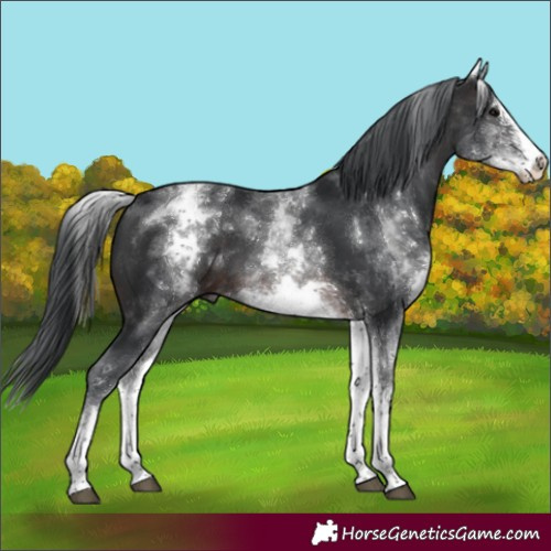 Horse Color:White Spotted Brown Sabino
