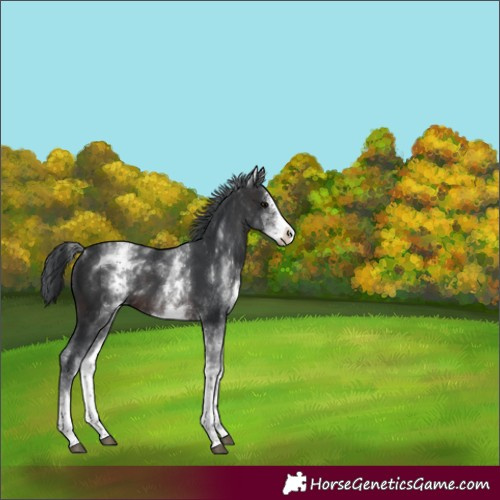 Horse Color:White Spotted Brown Sabino