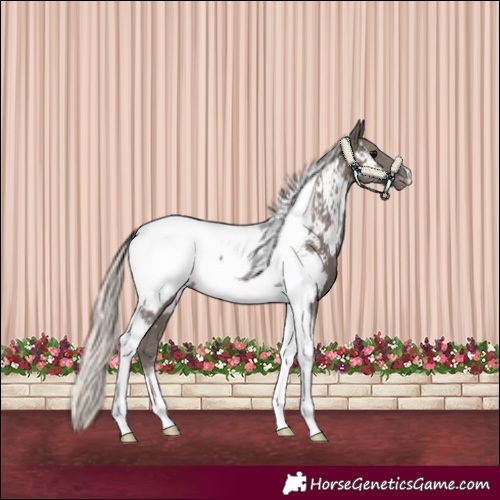 Horse Color:Silver Black Tobiano Appaloosa Rabicano 