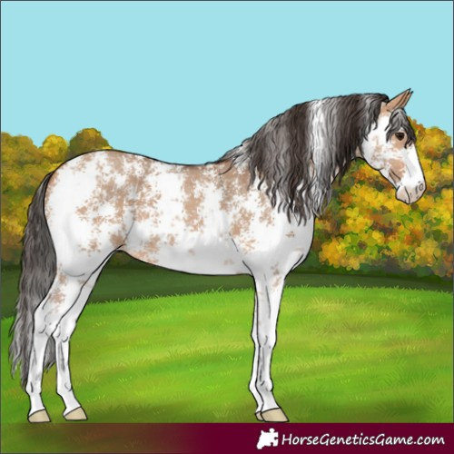 Horse Color:Bay Dun Sabino