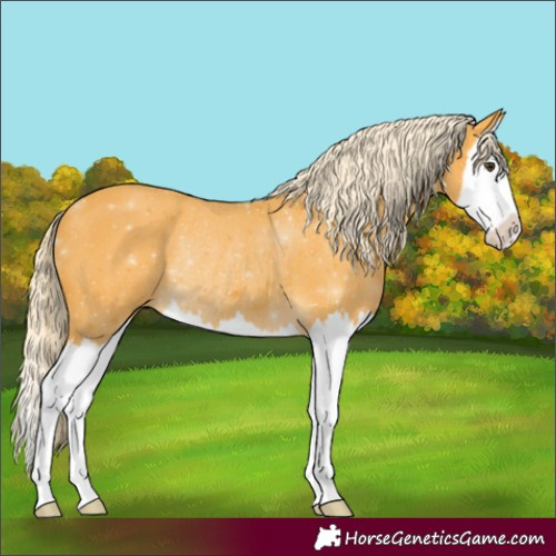 Horse Color:Palomino Splash Rabicano 
