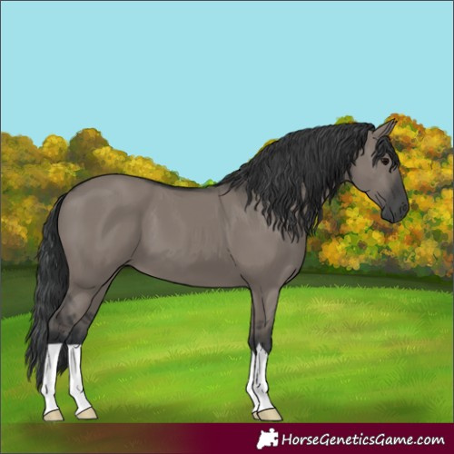 Horse Color:Grullo