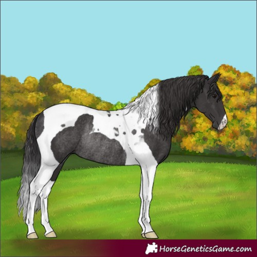 Horse Color:Smoky Black Tobiano Rabicano 