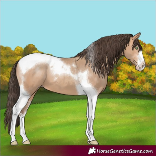 Horse Color:Amber Champagne Tobiano 