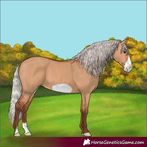 Horse Color:Silver Bay Dun Frame 