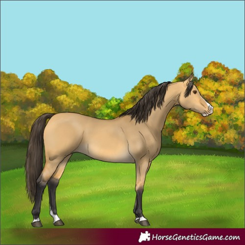 Horse Color:Buckskin Dun Splash 
