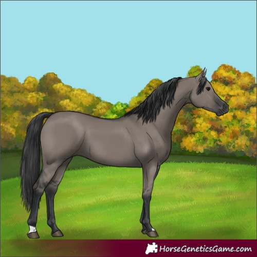 Horse Color:Grullo
