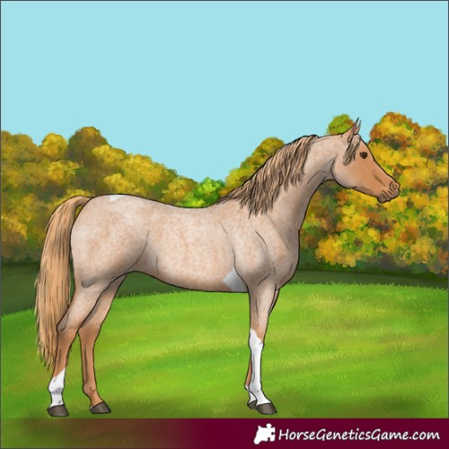Horse Color:Red Roan Tobiano