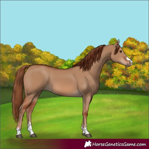 Horse Color:Red Dun 