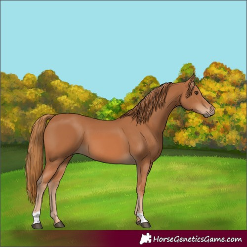 Horse Color:Chestnut 