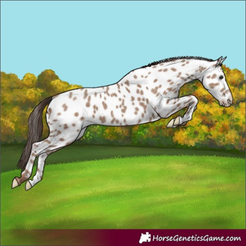 Horse Color:Classic Champagne Near Leopard 