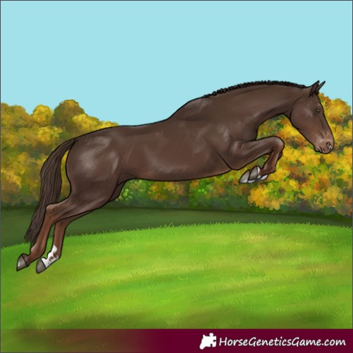 Horse Color:Liver Chestnut Varnish Rabicano