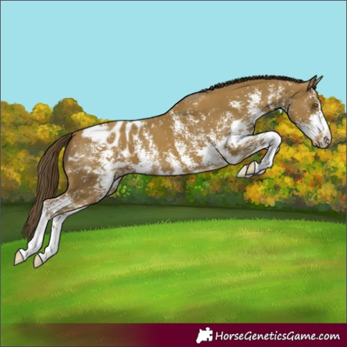 Horse Color:Classic Cream Champagne Sabino Blanket Rabicano