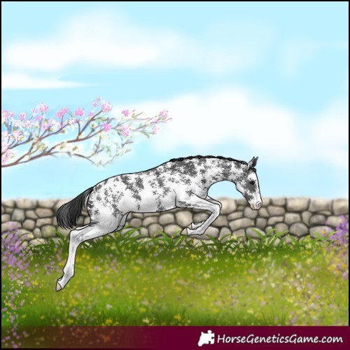 Horse Color:Black Sabino Appaloosa