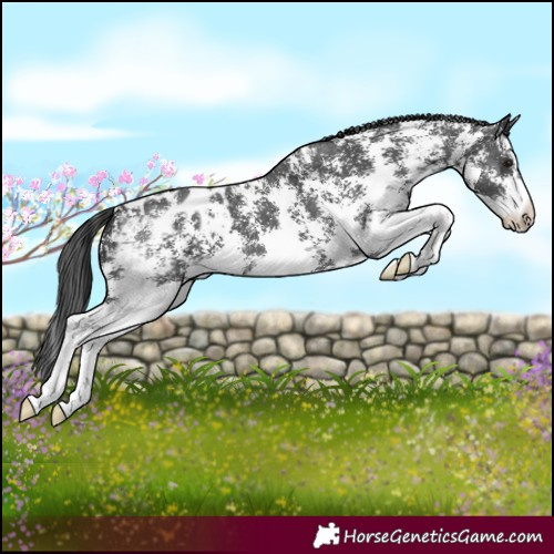 Horse Color:Black Sabino Blanket
