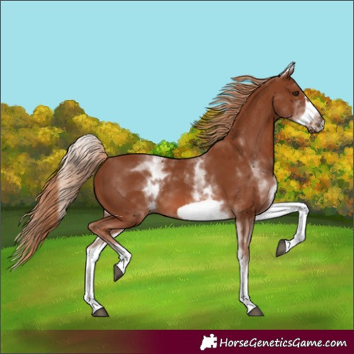 Horse Color:White Spotted Chestnut Frame 