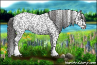 Horse Color:Blue Roan Appaloosa
