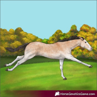 Horse Color:White Spotted Bay Dun Splash and White Spotted Bay Dun Splash
