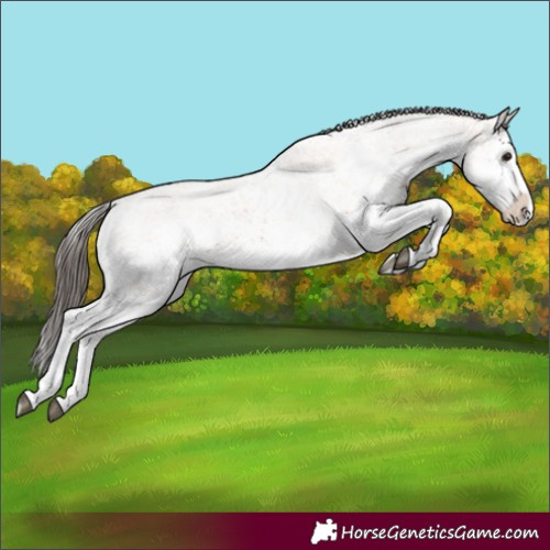 Horse Color:White Spotted Bay Splash and White Spotted Bay Splash