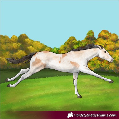 Horse Color:White Spotted Bay Dun Splash  and White Spotted Bay Dun Splash 