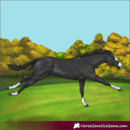 Horse Color:Black 