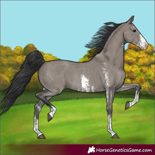 Horse Color:Unknown 