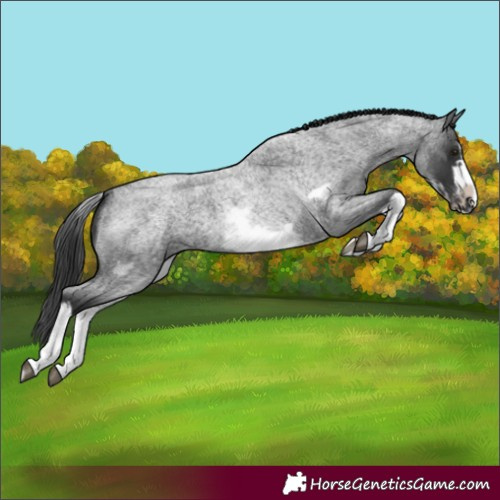 Horse Color:White Spotted Blue Roan Splash Frame Varnish