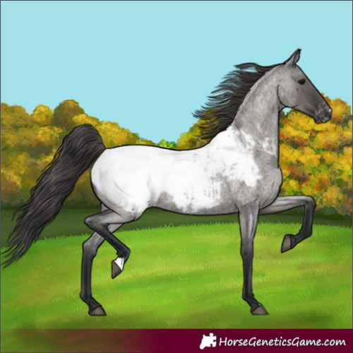 Horse Color:Grullo Roan Snowcap