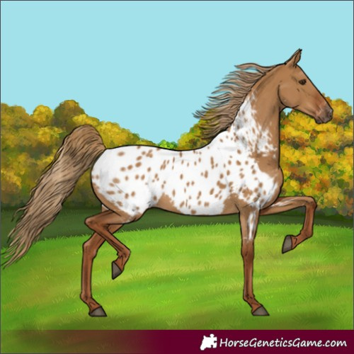 Horse Color:Gray Red Dun Near Leopard 