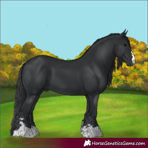 Horse Color:Black 
