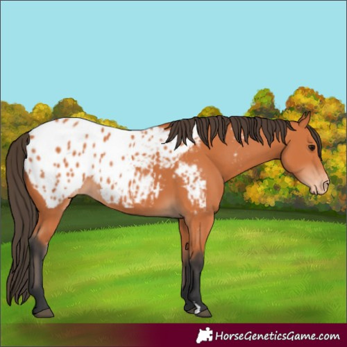 Horse Color:Bay Blanket