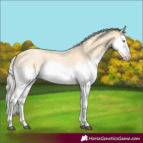 Horse Color:Silver Buckskin Roan Splash 