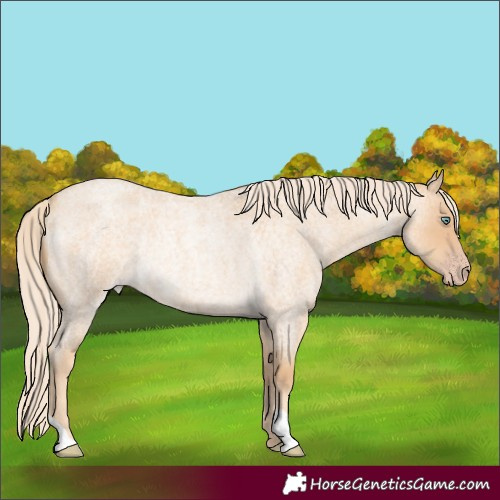 Horse Color:Gold Cream Champagne Roan Rabicano 