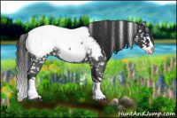 Horse Color:Blue Roan Splash Appaloosa 