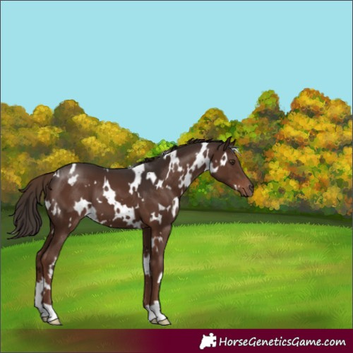 Horse Color:White Spotted Liver Chestnut