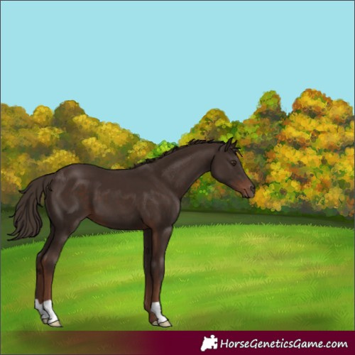 Horse Color:Liver Chestnut 