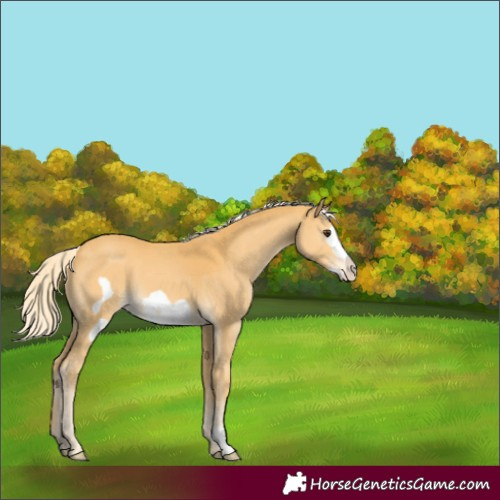 Horse Color:Palomino Frame 