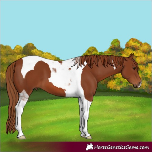 Horse Color:Chestnut Tobiano