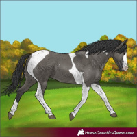 Horse Color:Grullo Tobiano