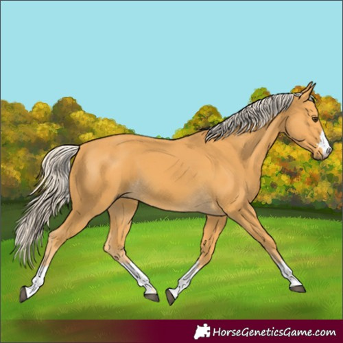 Horse Color:Palomino