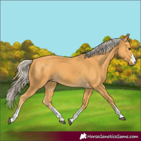 Horse Color:Palomino 