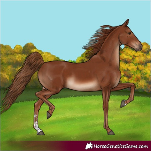 Horse Color:Chestnut 