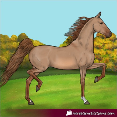 Horse Color:Unknown 