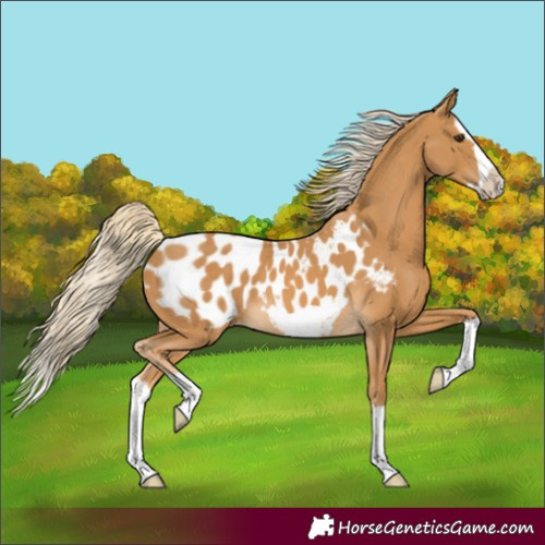 Horse Color:Palomino Splash Frame Near Leopard 