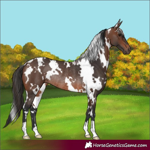 Horse Color:White Spotted Brown Rabicano