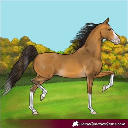 Horse Color:Unknown 
