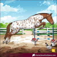Horse Color:Powder White Gray Chestnut Near Leopard 