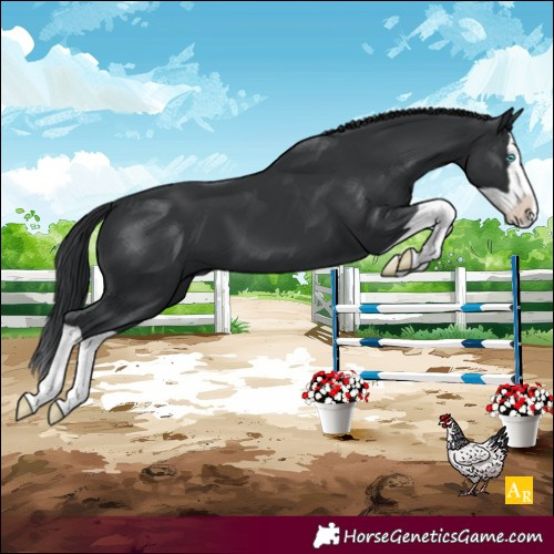 Horse Color:Black Splash 